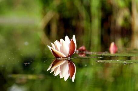 Bloom bloom mirroring