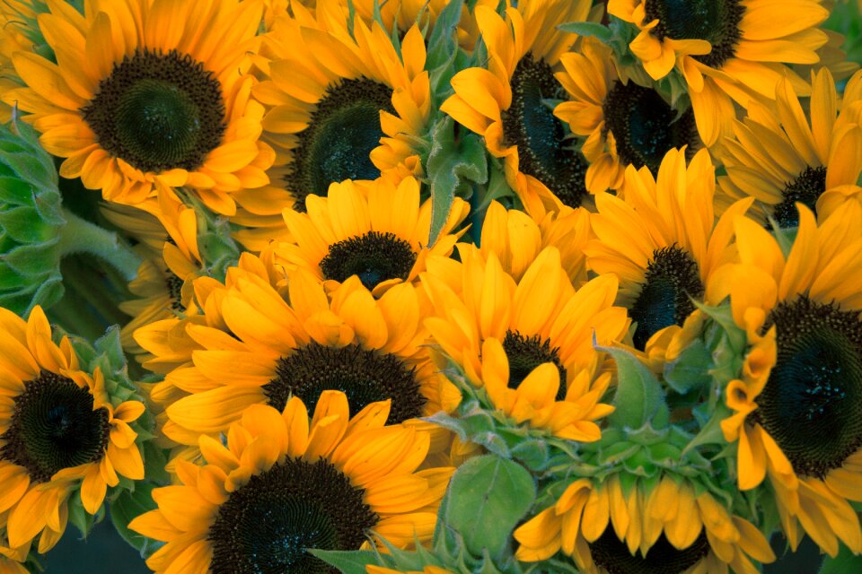 Sunflower field yellow summer
