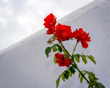 Rose spain cemetery