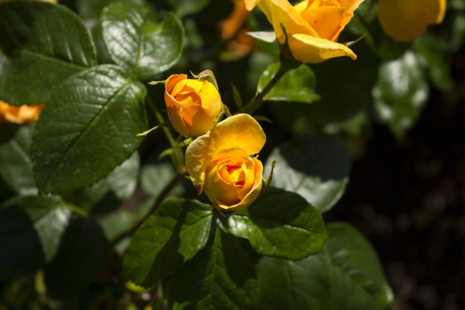 Garden rose flower blossom photo