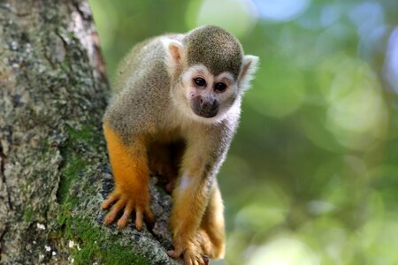 Primate animal natural habitat