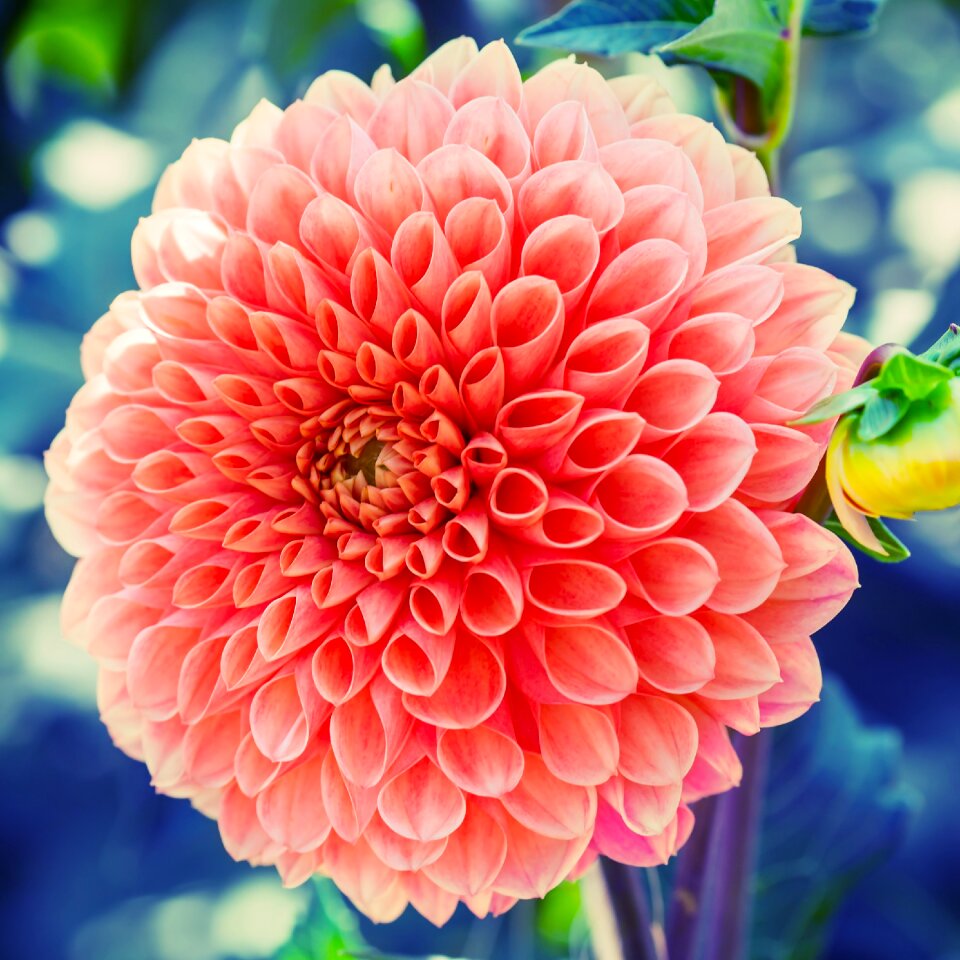 Blossom bloom garden plant