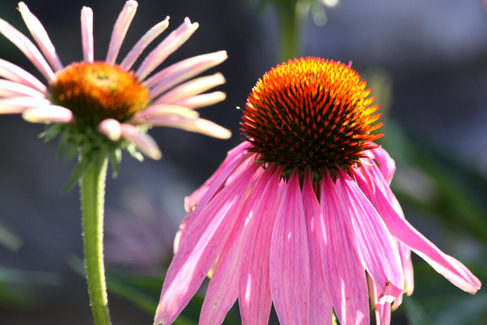 Echinacea close up flower