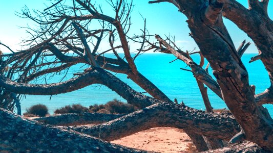 Tree beach cliffs