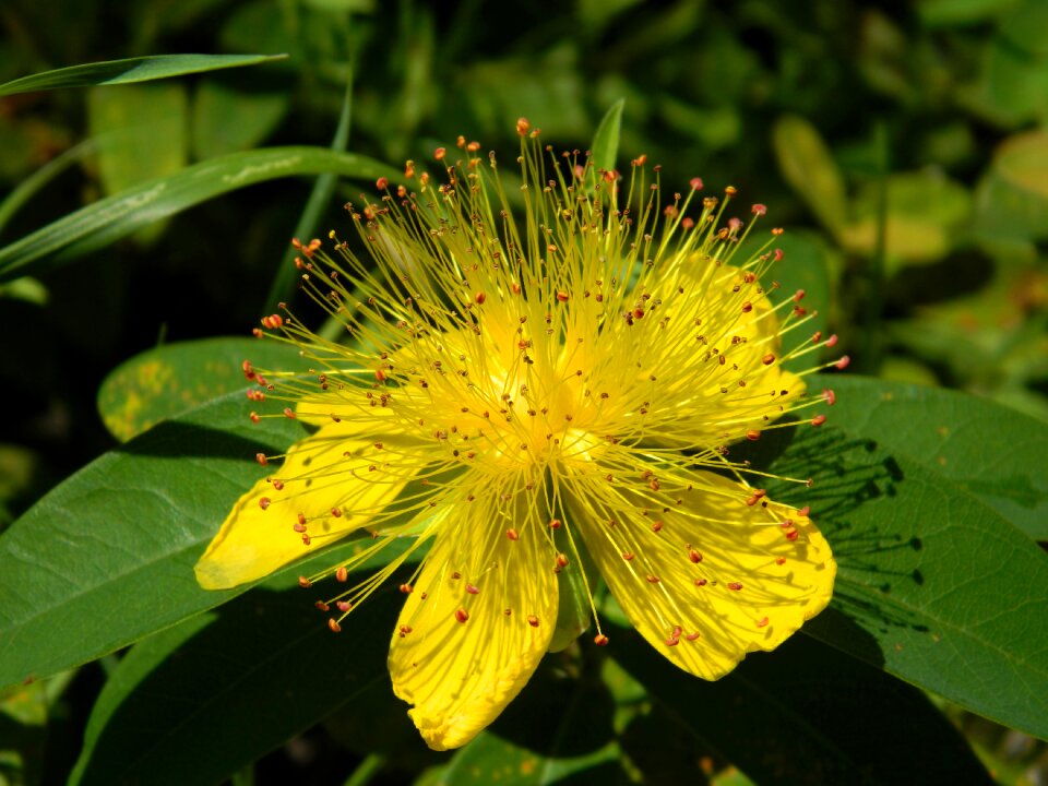 R keithii flowers botanical garden