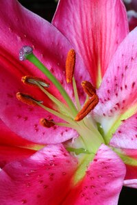 Pistil stamens pink petals photo