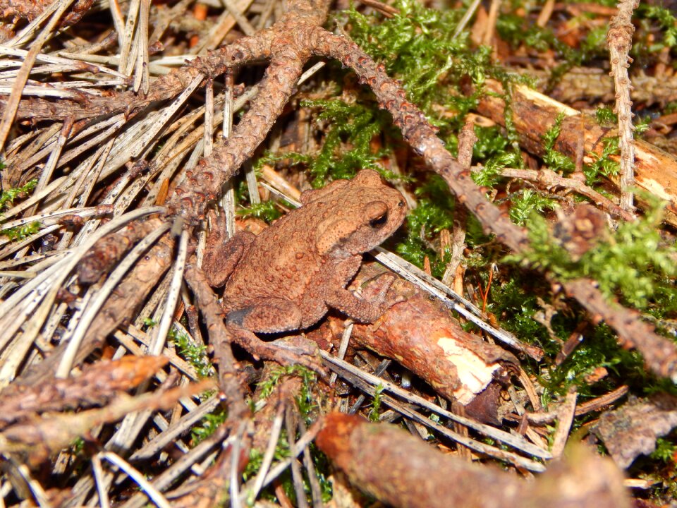 Tree frog forest forest floor
