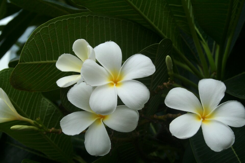 Tropical nature exotic