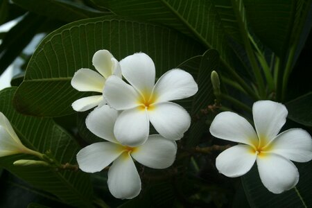Tropical nature exotic