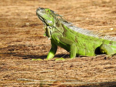 Wildlife reptile green