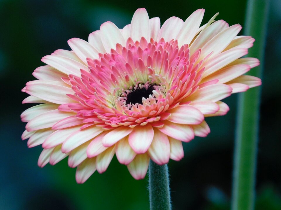 Gerbera pink macro