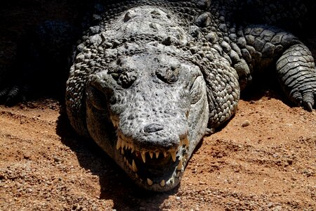 Species in danger of extinction crocodilian wild animals photo