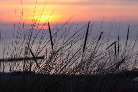 Dawn beach dune