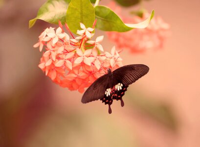 Summer macro close up photo