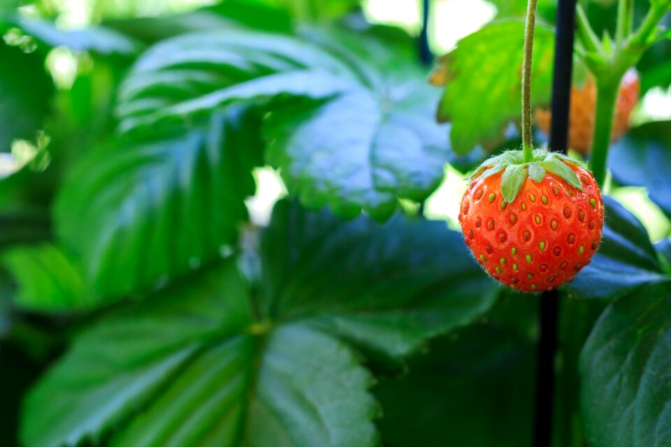 Fruits summer delicious
