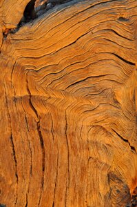 Pattern bark annual rings