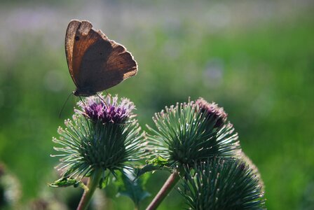 Close up flower butterflies