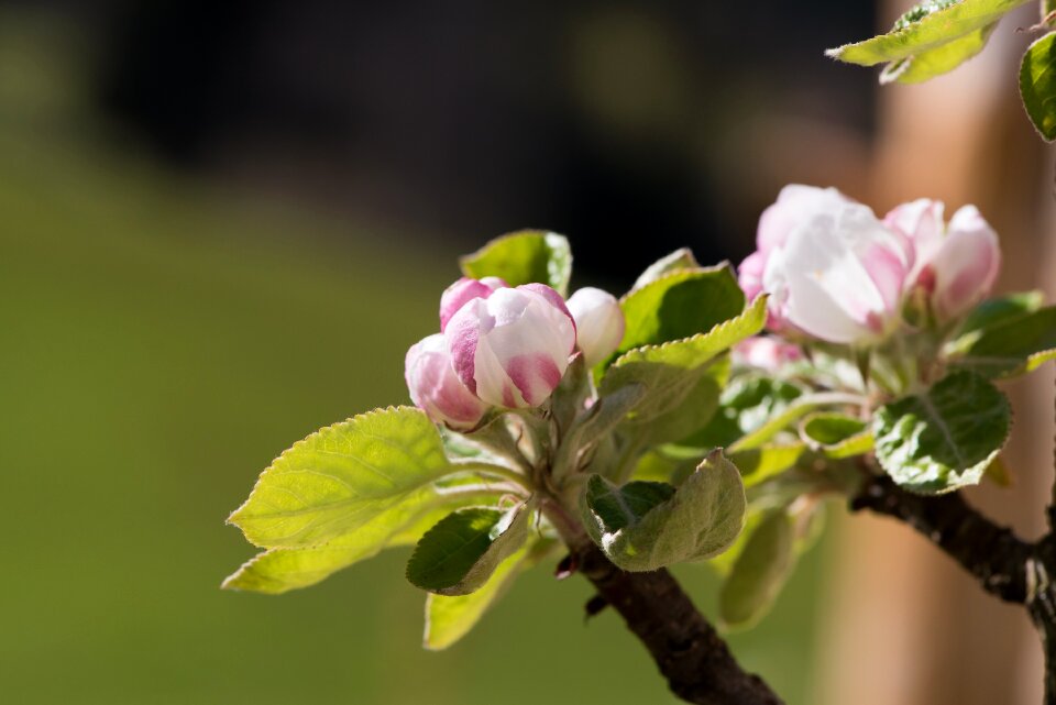 Flowers apple blossoms tree blossoms