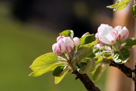 Flowers apple blossoms tree blossoms photo