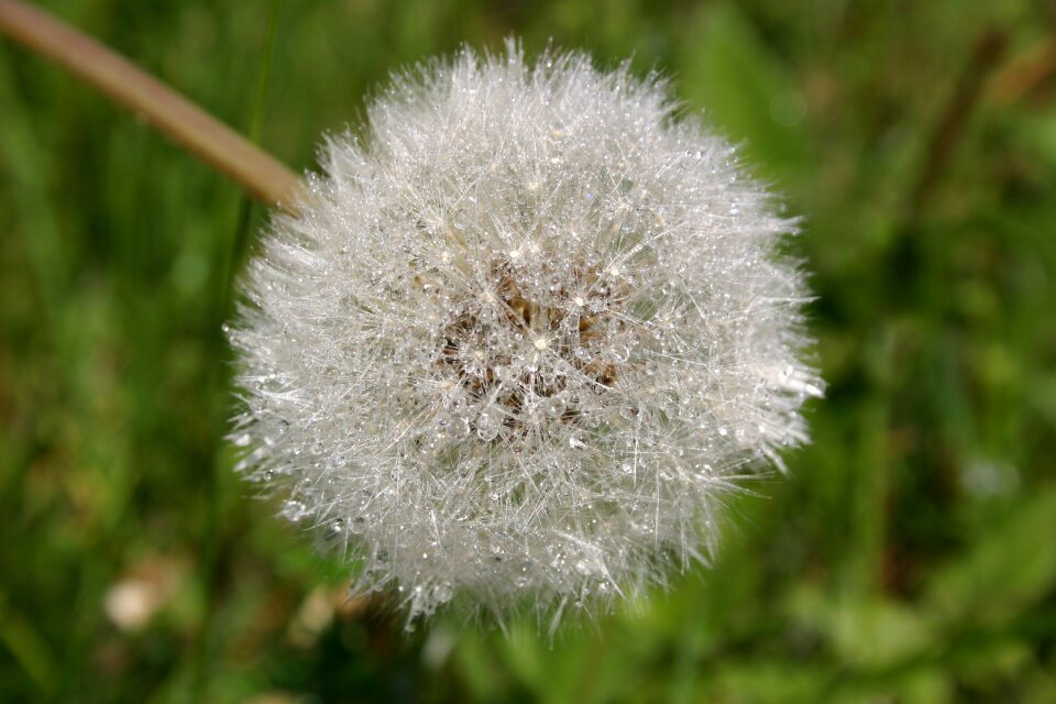 Dandelion plant nuns