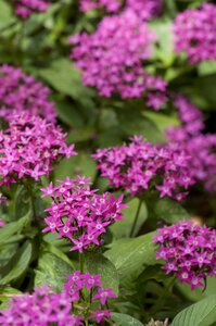 Magenta garden nature