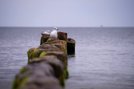 Gulls beach coast