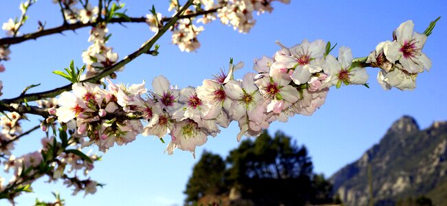Almond branch in bloom february almond tree