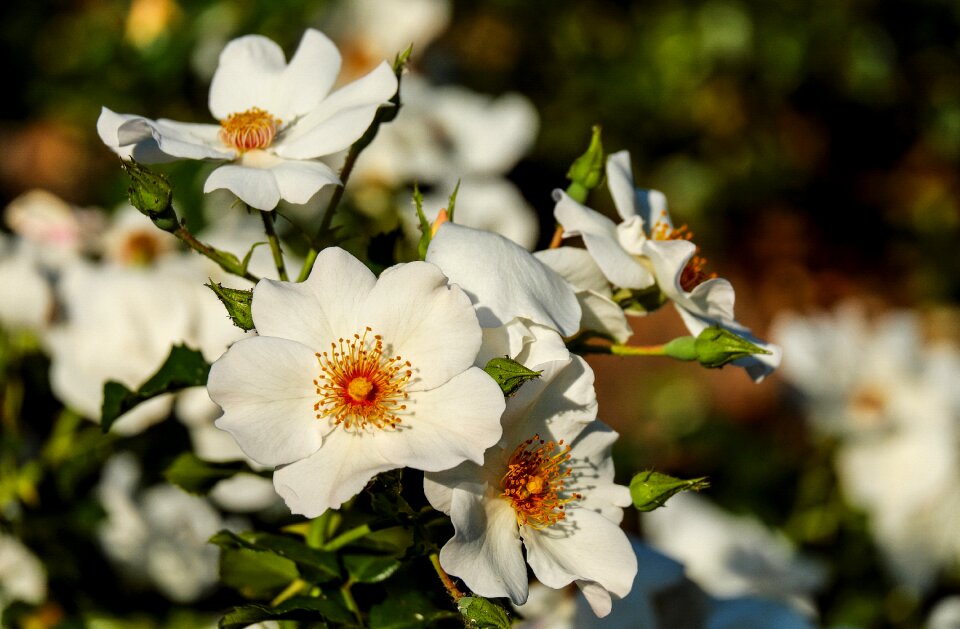 Blossom bloom bloom