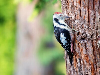 Animal nature tree