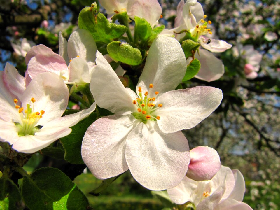 Flower apple spring