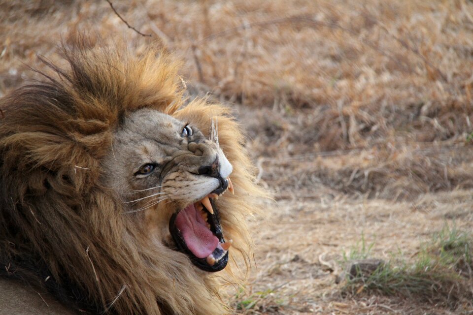 Lion south africa animal