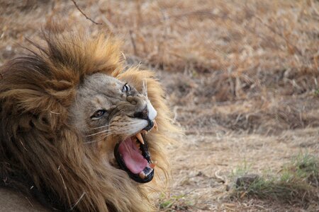 Lion south africa animal photo