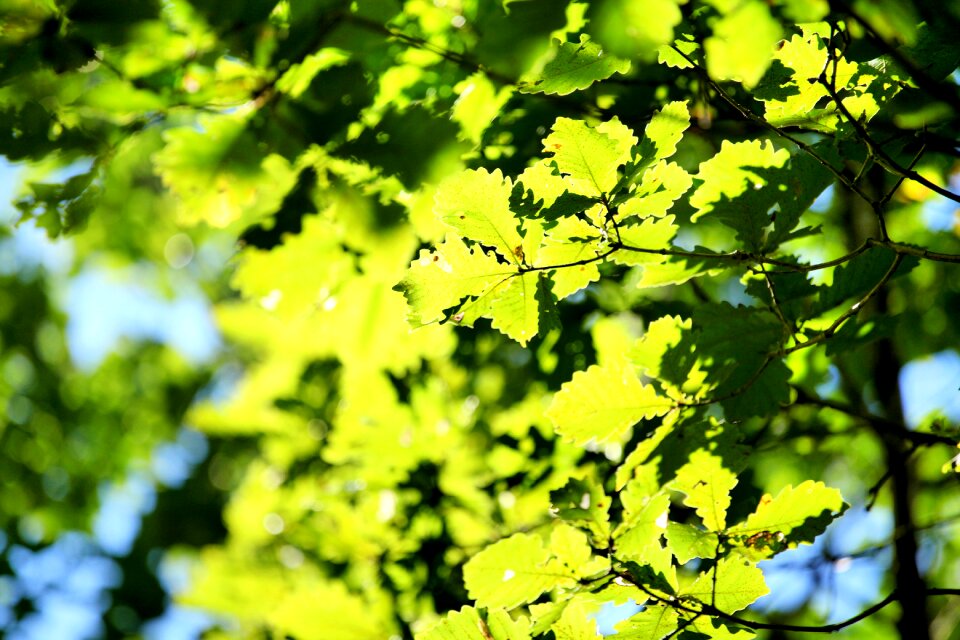 Tree section summer