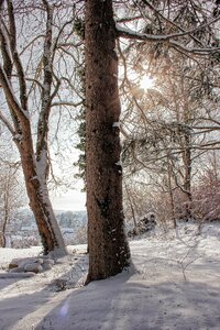 Tree backlighting wintry photo