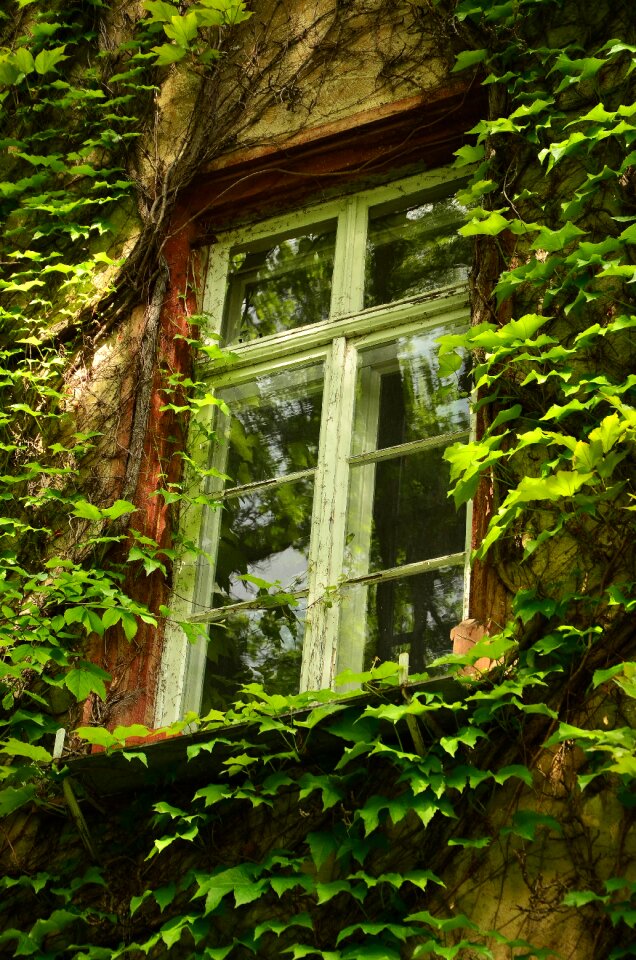 Leaves overgrown framed