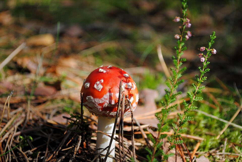 Autumn plant food