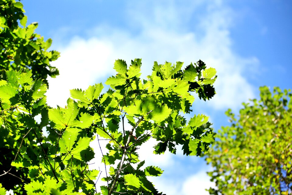 Tree section summer