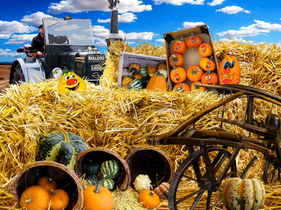 Decorative squashes vegetables decoration