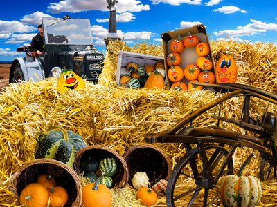 Decorative squashes vegetables decoration