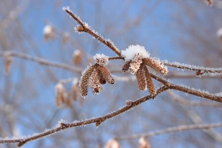 Hazel blossoms cold wintry photo