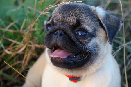 Com myfirstpugdotcom pug tail