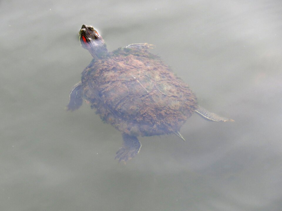 Swimming floating water