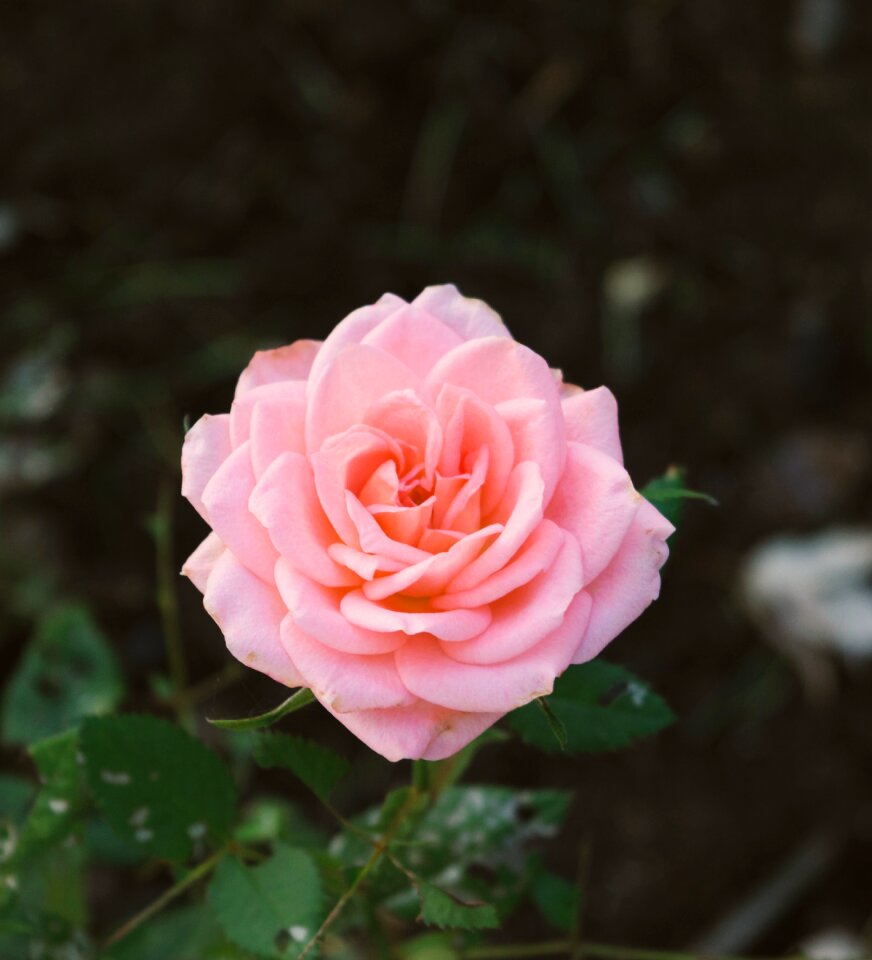 Petals garden romantic