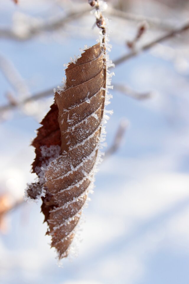 Cold leaves hoarfrost
