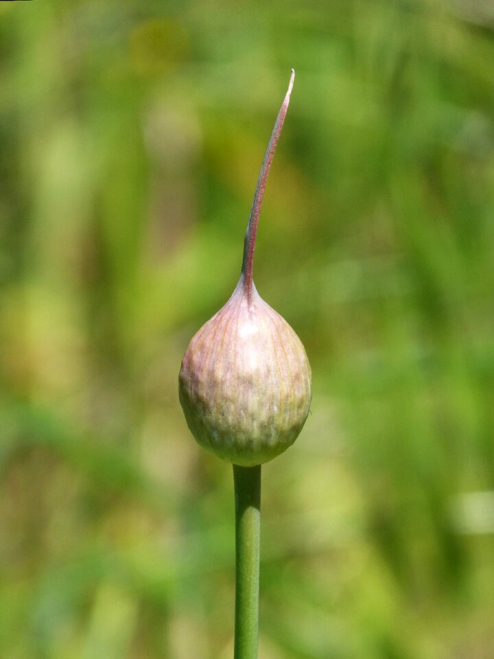 Florir cocoon sprout
