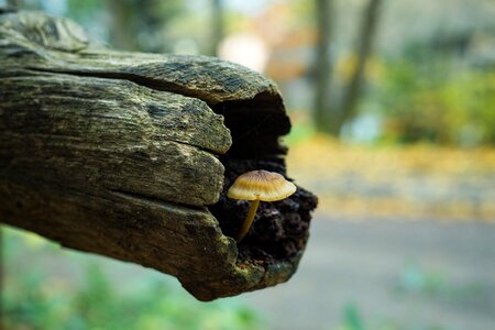 Forest mushroom mushrooms nature