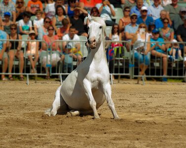 Horse show dressage horseback riding photo