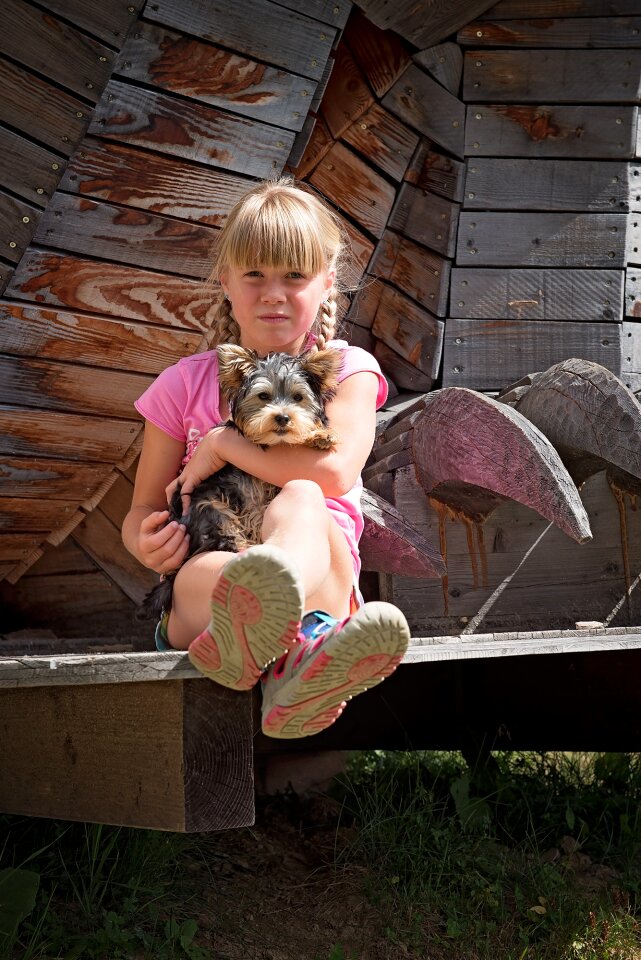 Dog small dog young animal