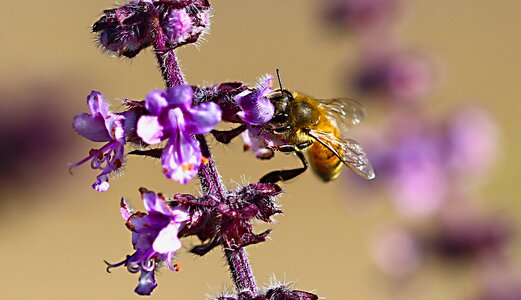 Pollen beauty collects nectar photo