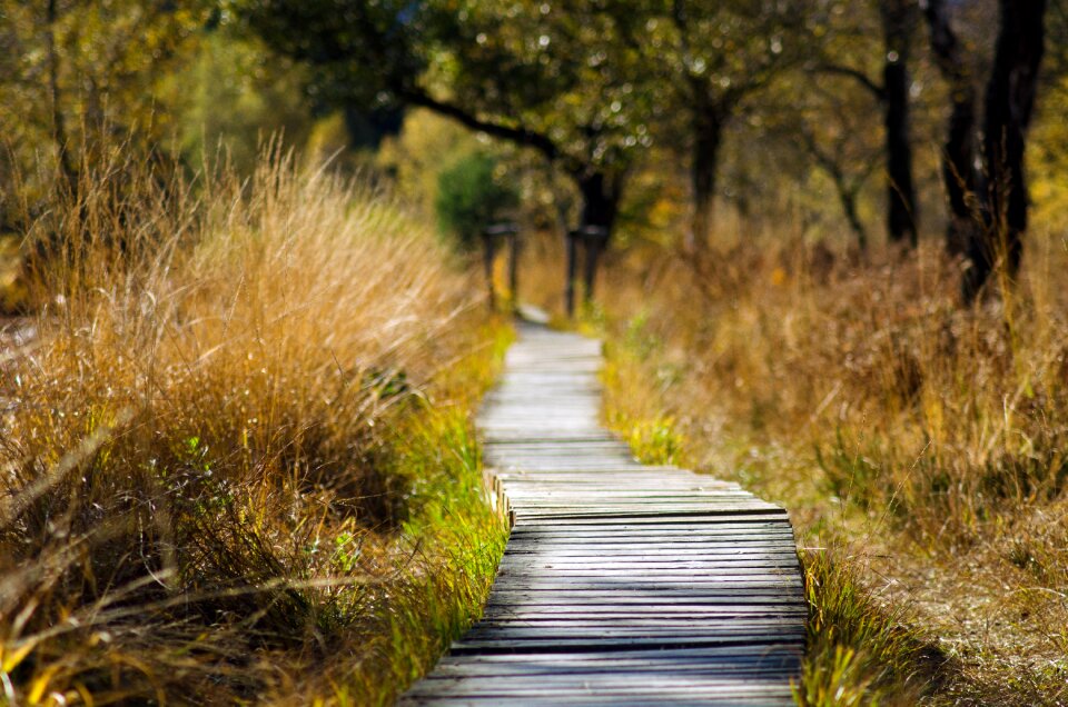 Nature trail spring